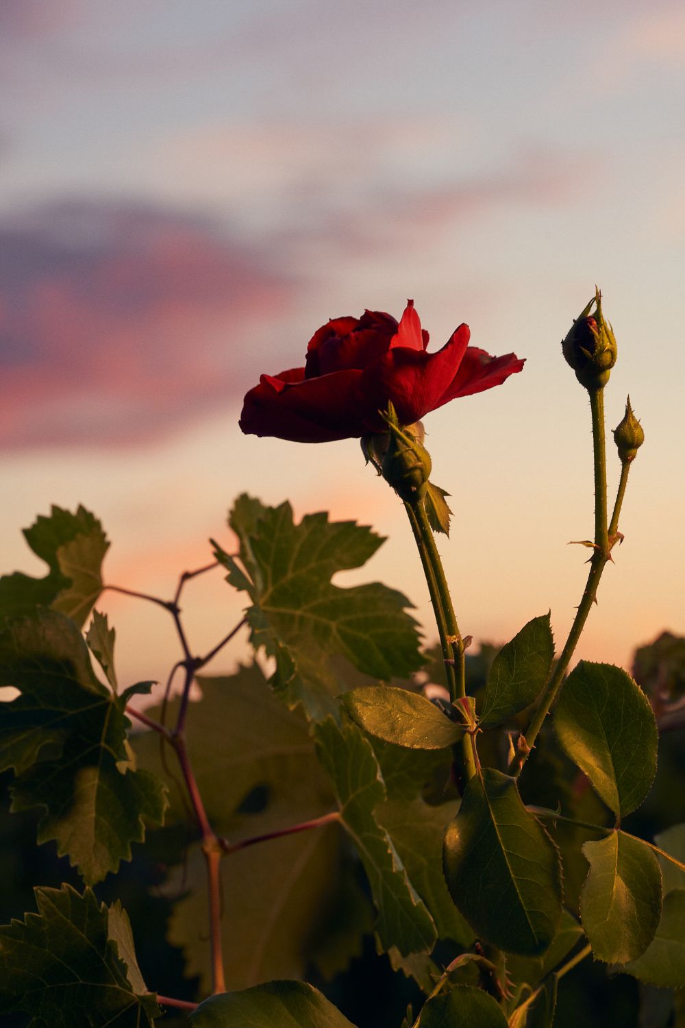Close-up of a rose in the vineyards against blurred pinkish-blue sky.