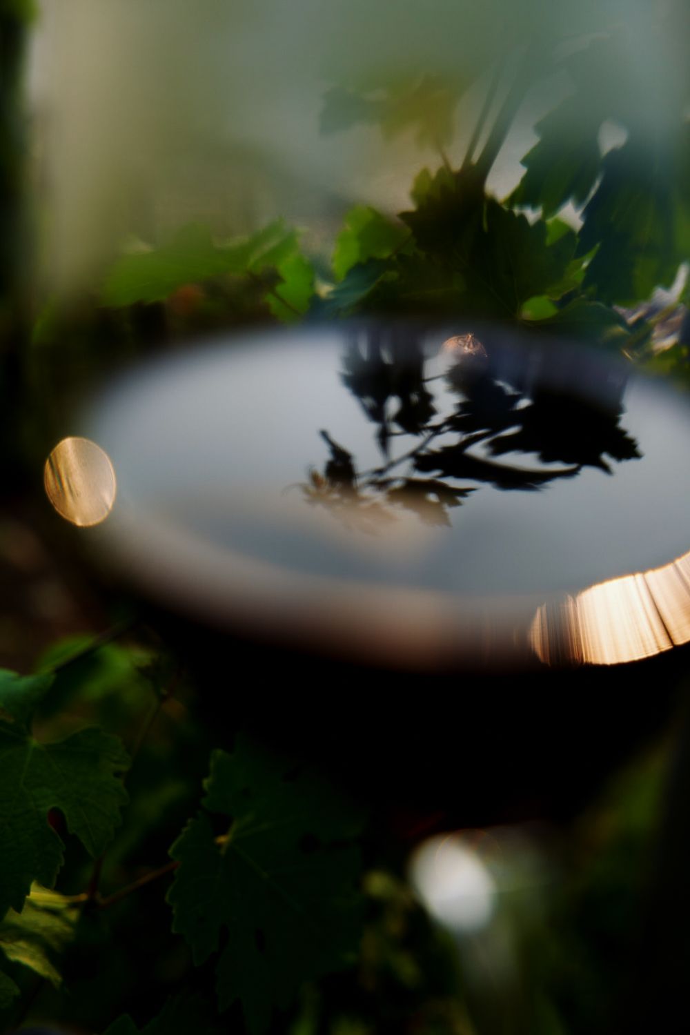 Close-up of a wine glass, with reflection of vines in the blurred liquid.